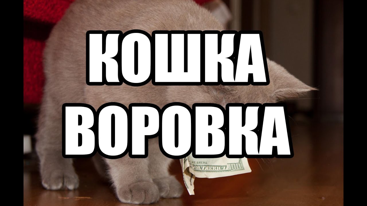 Кошка воровка