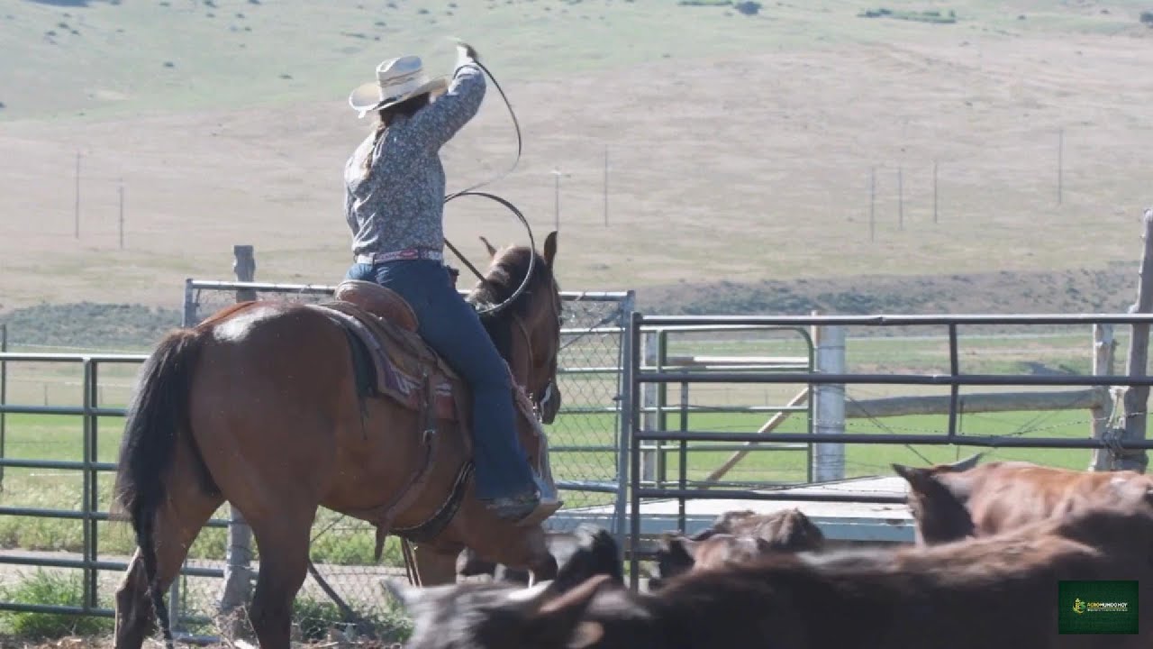 Cómo empezar en la GANADERÍA sin dinero (la verdad que nadie te dice) 🐄🔥