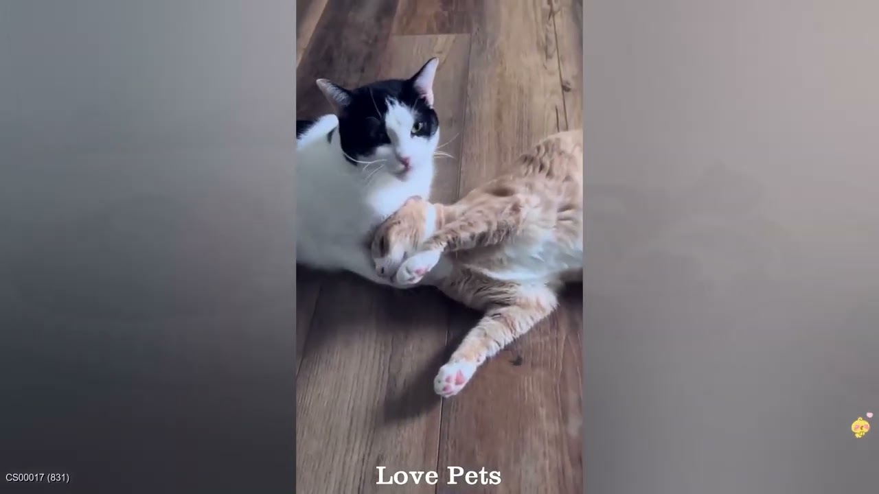 Try Not To Laugh🎺Funniest Cats and Dogs Clips 2026😸🐩 Part 2