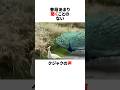 クジャクの鳴き声はうるさい