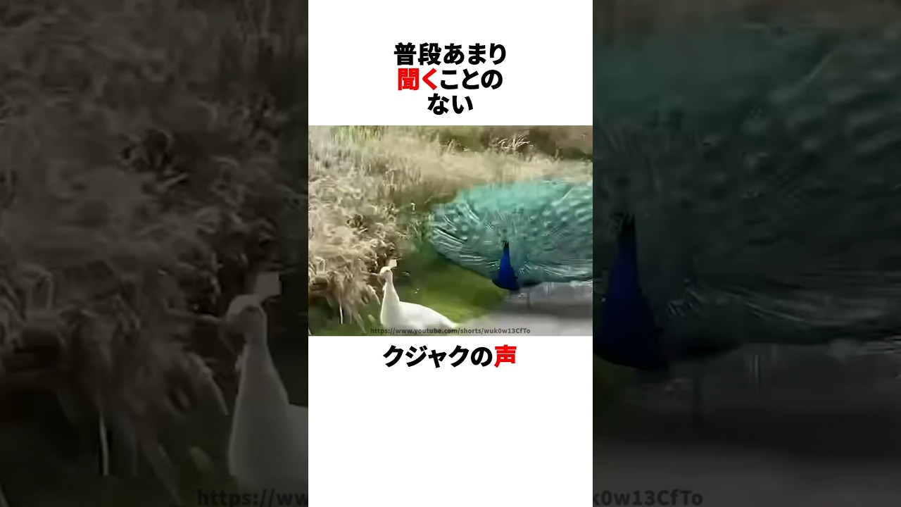 クジャクの鳴き声はうるさい