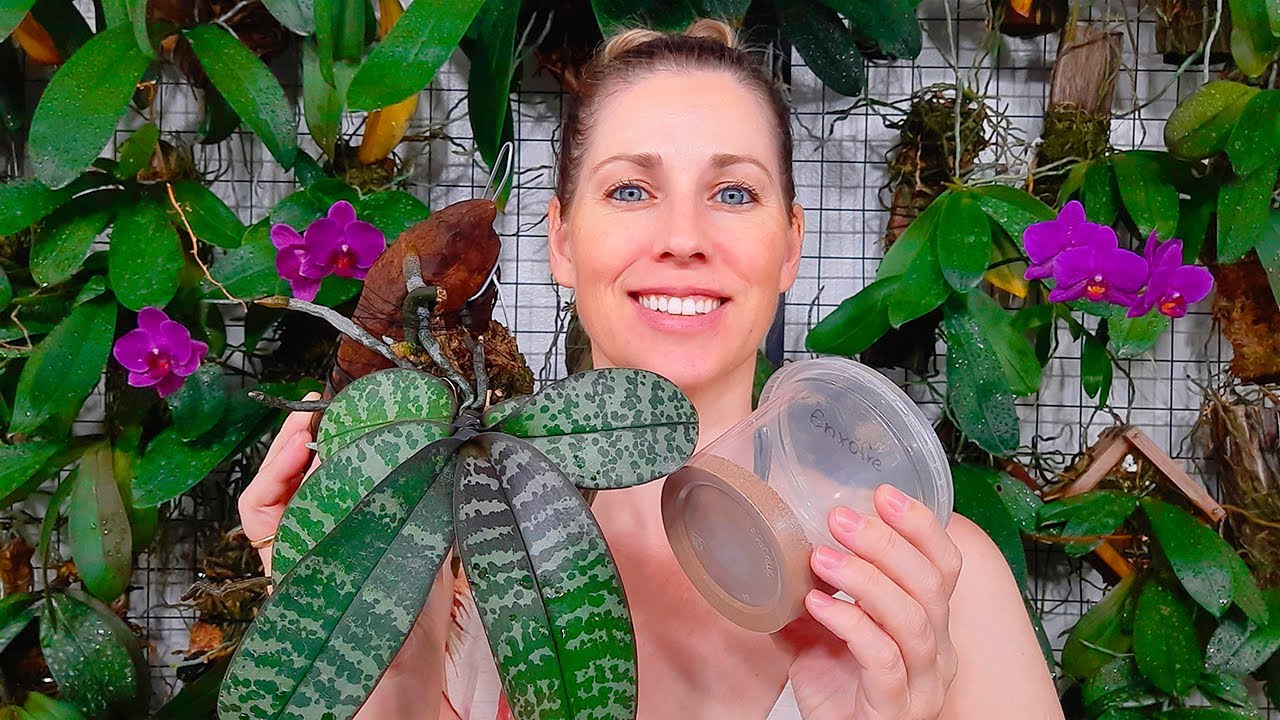 Como aplicar ENXOFRE nas orquídeas