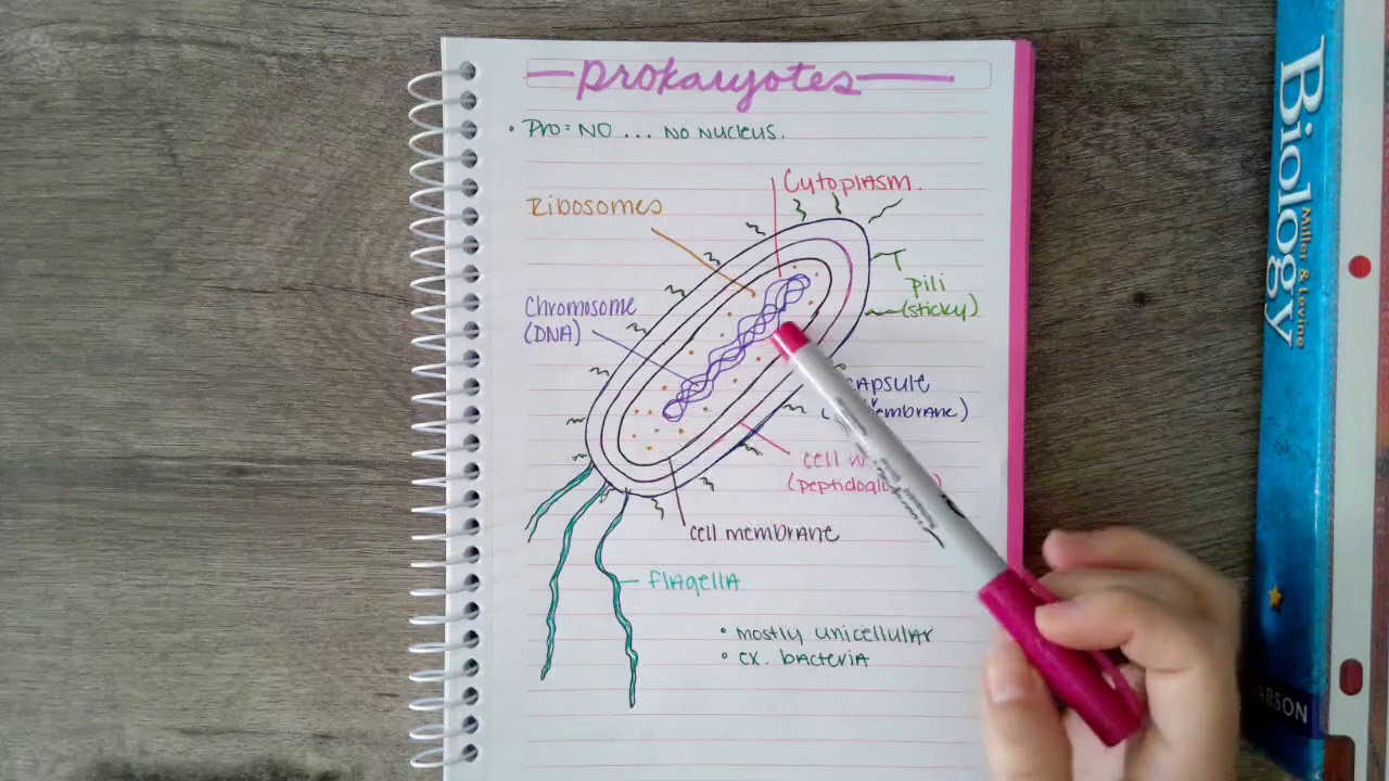 prokaryote doodle notes - YouTube