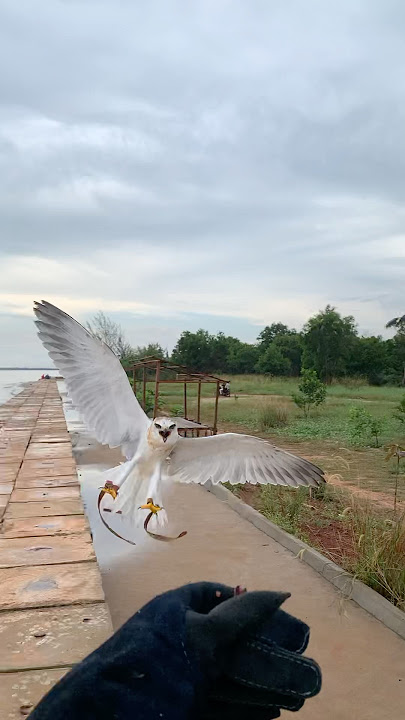 Alap alap turun kayak jet shukoi #burungalapalap #birds #alapalap #elang #elangeagle
