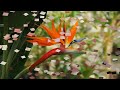 J.S.Bach Inventionen und Sinfonien “BWV772~801”(tilennbaro midi music)全曲「私が撮影した花の画像で構成」