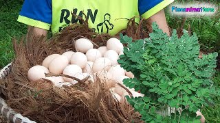 Benefits of Feeding Moringa to your Hens