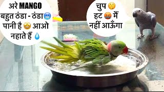 ठंढे,ठंढे पानी 💧 से नहाना 🦜🚿चाहिए 😝Talking Parrot 🦜 बोलने वाला तोता 🦜 