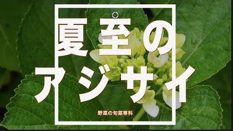 夏至の日にはアジサイの花を　家庭菜園　雨音 梅雨入りの紫陽花たち　次回予告　1000輪咲ヒマワリ　グラジオラス　ダリアVLOG Kitchen garden routine