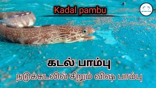 நச்சுத்தன்மை இல்லாத  கடல் பாம்பு | தினம் தினம் போராட்டம் | MR.FISHING PYSCHO | SEA SNAKE CATCHING |