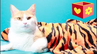 Simba the cute cat | Bellboxes | I´m sorry | For children to watch by Bellboxes 448,629 views 5 years ago 2 minutes, 57 seconds