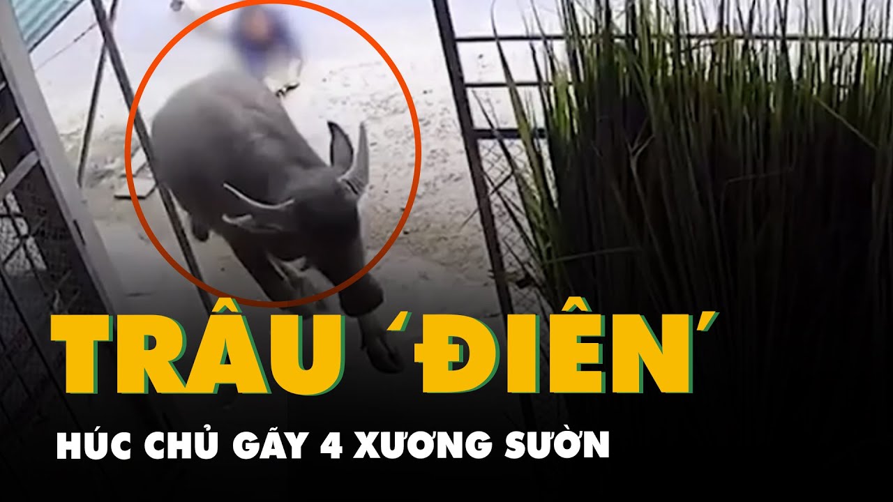 Trâu 'điên' húc chủ gãy 4 xương sườn