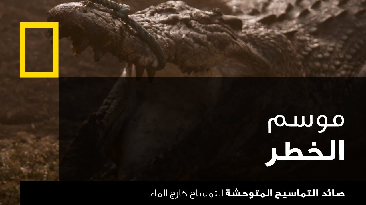 ⁣صائد التماسيح المتوحشة: التمساح خارج الماء | ناشونال جيوغرافيك أبوظبي