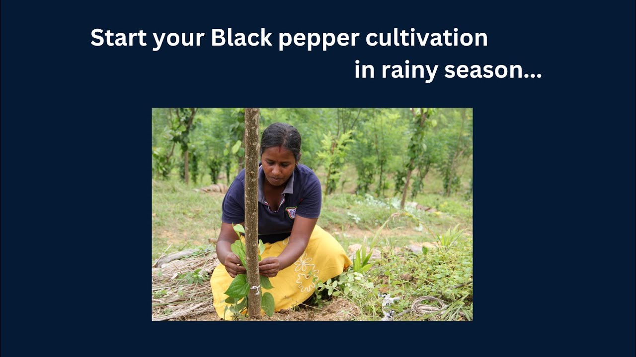 Start your Black pepper cultivation in rainy season... YouTube