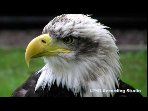 Bugle Calls Mess Call - USAF Heritage of America Band