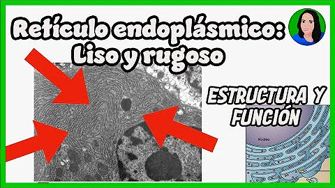 ¿Cuál es la función de retículo endoplasmático liso y rugoso?