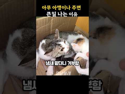 아무 아깽이나 주면 큰일 나는 이유 thumbnail