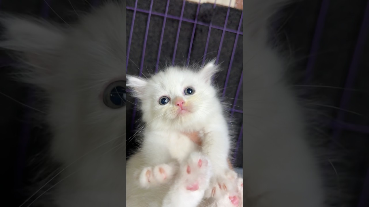 Kitten trapped in cage and screaming for help 