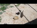 Estos gatitos invaden el terrario de mis tortugas!!🐱🐢😱