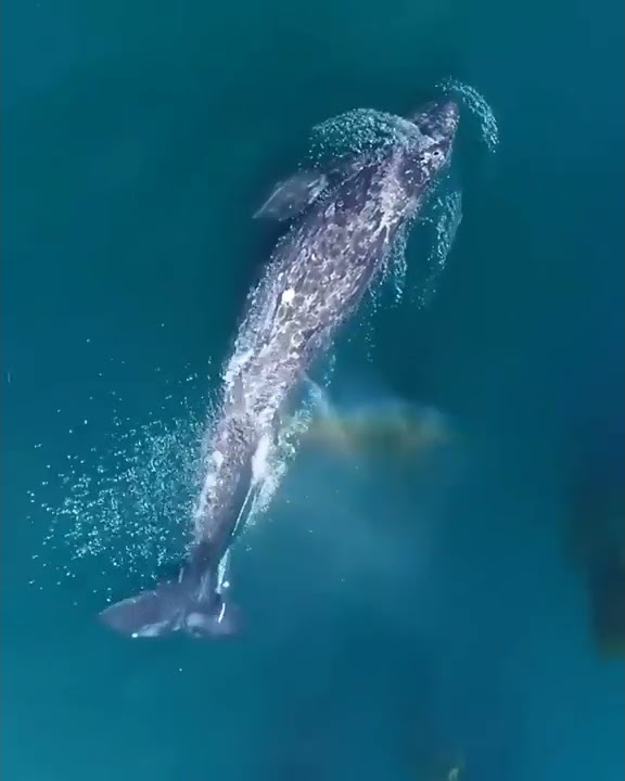 96 Movie Theme Music | Whale Music