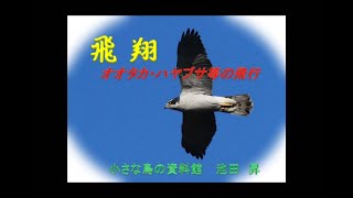 飛翔 「オオタカとラナーハヤブサの飛行」(小さな鳥の博物館 池田 昇 先生) 飛翔 「オオタカとラナーハヤブサの飛行」(小さな鳥の博物館 池田 昇 先生)