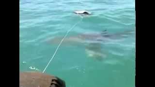 How To Avoid a Shark Attack VINE  7 27 2014