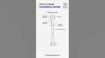 Humerus Bone Anatomy Drawing in 60 Seconds! #SketchingShorts #AnatomyInAMinute #prakara