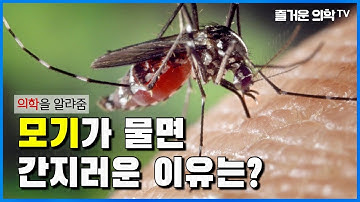 모기에 물리면 간지러운 이유는?