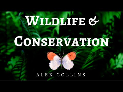 Wie in Wildlife Conservation einzumischen