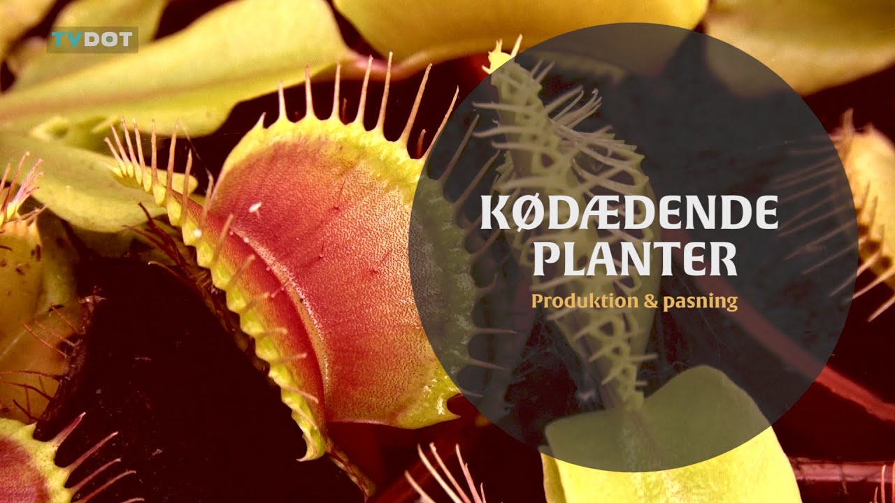 Kødædende planter til Odense Blomsterfestival - Produktion og pasning