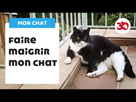 Regime Pour Chat Comment Peut On Faire Maigrir Son Chat