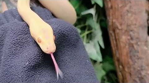 Albino Olive Python | Reptile Life Adelaide