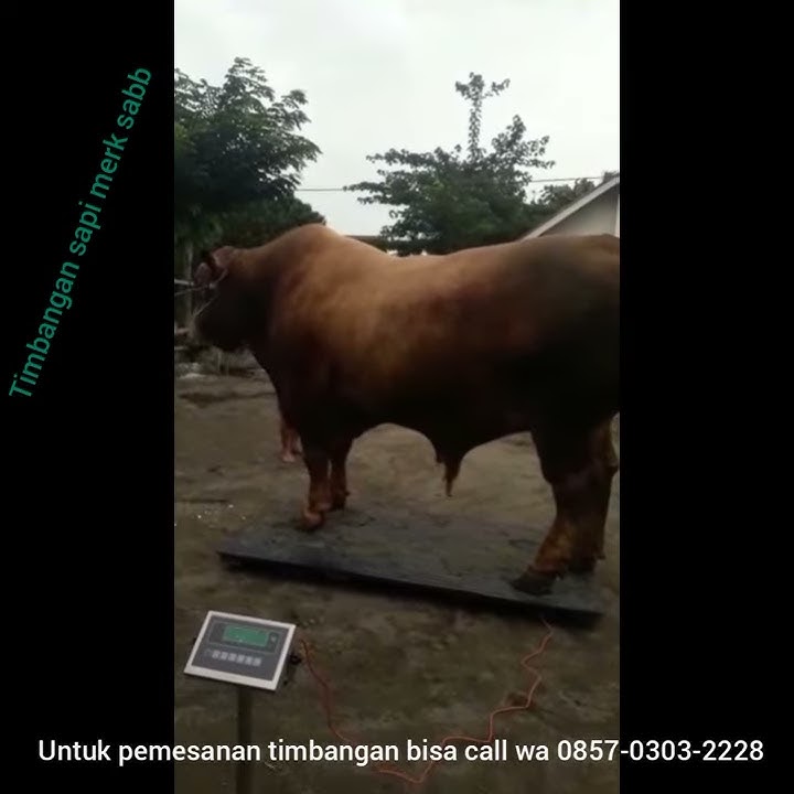 SAPI BIMA SAKTI DI TIMBANG
