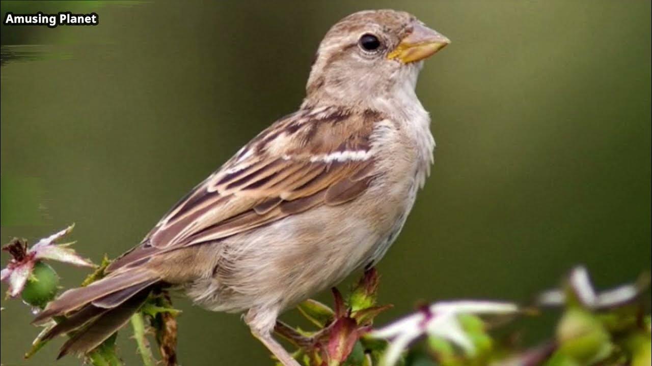 Chirping Sparrow Call House Sparrow Call House Sparrow Sound