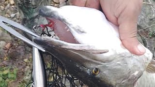 rookey of the first musky ever alum creek