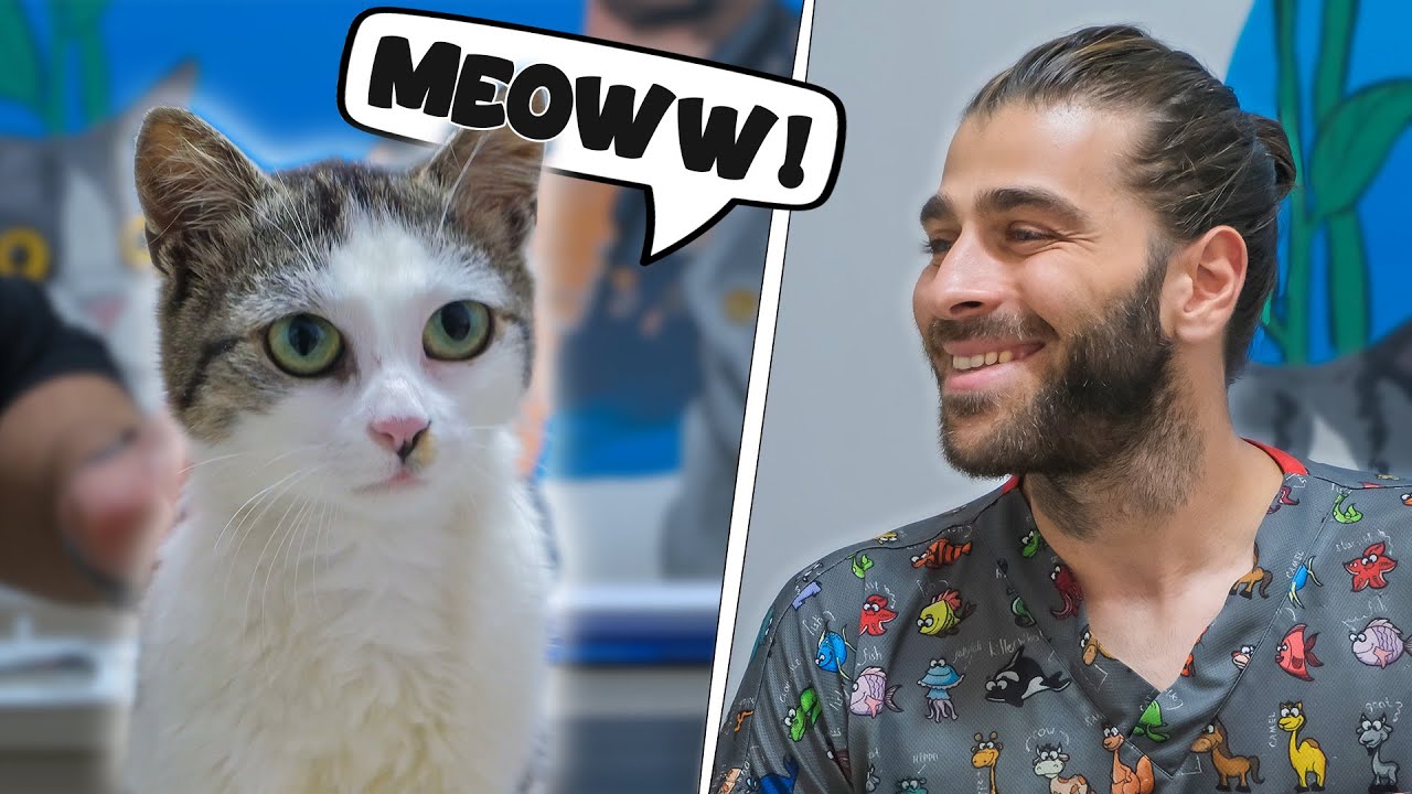 Самый милый, жадный и энергичный кот на свете!