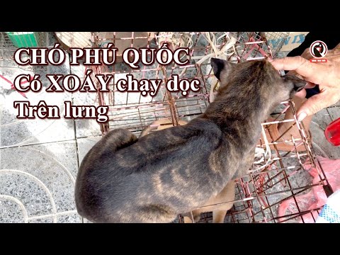 Video Chó Phú Quốc xoáy chạy dọc trên lưng Đây có phải Chó... - youtube