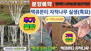 [특별분양]하얀 잭큐몬티 자작나무 60~70cm 최고의 가성비(전국최저가)