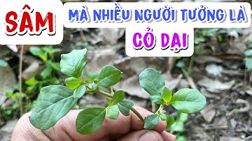 Loại Sâm này có nhiều trong vườn nhà Bạn, giúp bình ổn đường huyết và huyết áp rất hay. PHAN HẢI
