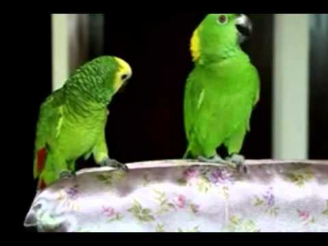 Funny parrot singing Chinese song - YouTube