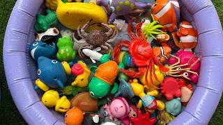ocean animals toy learning kids sea creature facts names