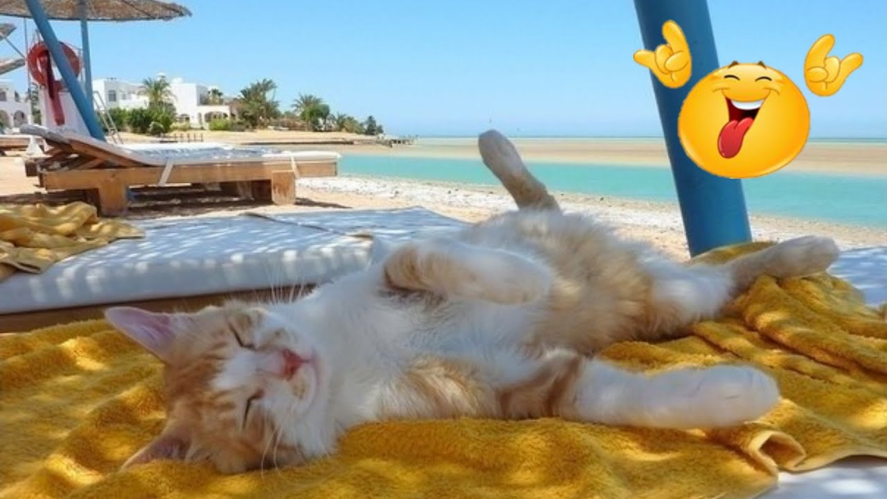 Прикольное видео отпуск. Котик на море. Кот на пляже. Котик отдыхает. Котик загорает.