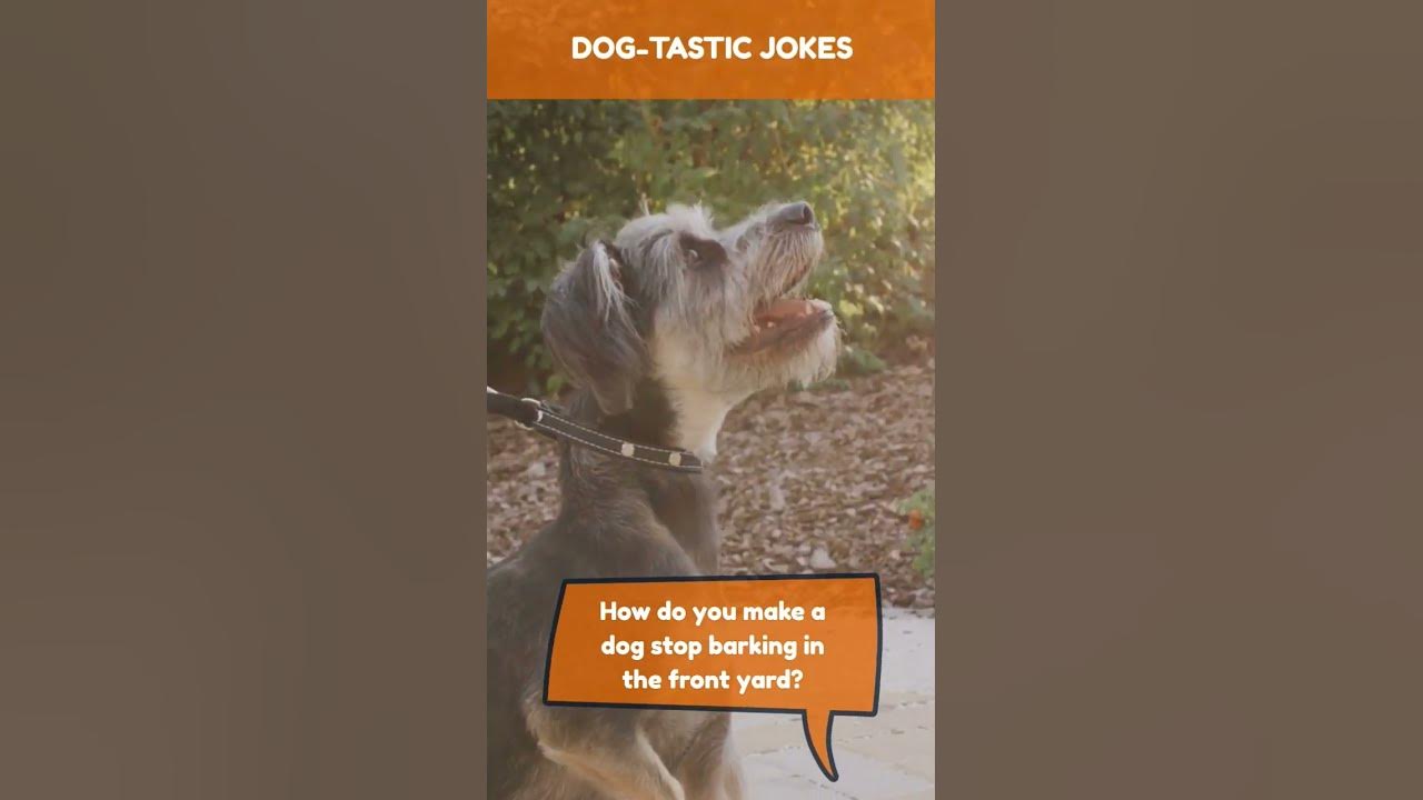 how-do-you-make-a-dog-stop-barking-in-the-front-yard-funnydogs