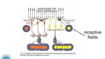 Computational Neuroscience and Learning: week 1: neuro intro part 2