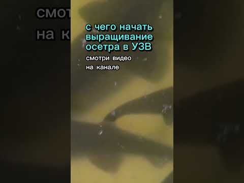 С чего начать выращивание рыбы в УЗВ  #узв #рыба #бизнесвдеревне #акварост