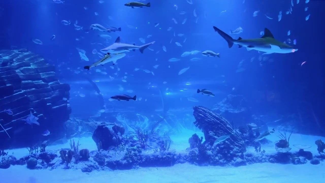 Live Wallpaper Relax Aquarium Deep Blue Fish Tank
