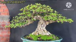 5tác phẩm bonsai: mai chiếu thủy-linh sam- Siro đủ loại e giao lưu ạ