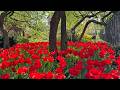 West Village Spring Walk NYC