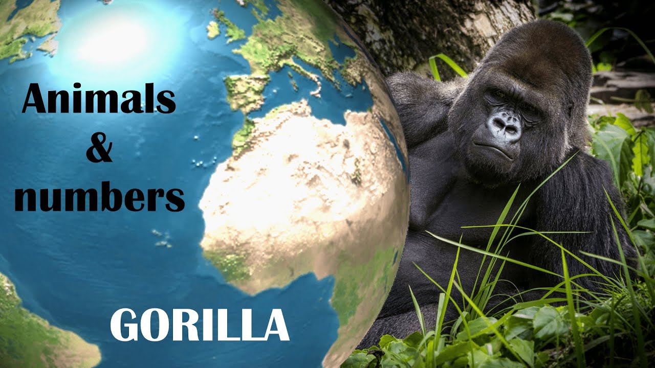 GORILLA most interesting facts with numbers YouTube