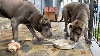 CANE CORSO NARKOZ’UN MEKANINDAKİ İLK KEMİK PARTİSİ