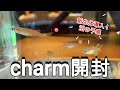 【Aquarium】メイン水槽へ新生体導入！charm購入品を開封します！【アクアリウム】